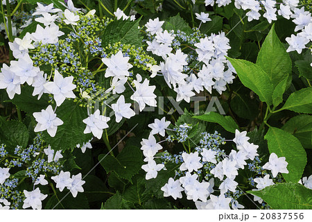 あじさい 20837556