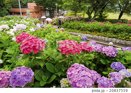 あじさい あじさい 20837559