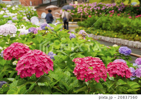 あじさい 20837560