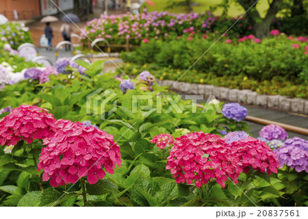 あじさい 20837561