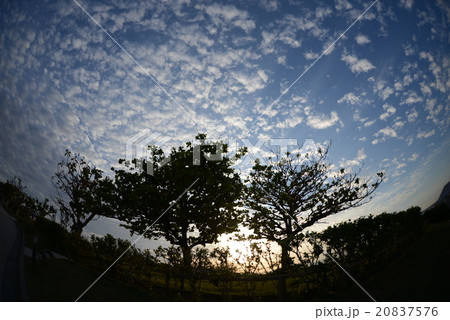 沖縄の蒼い空と白い雲 20837576