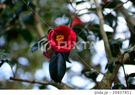 つばき 20837851