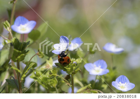 テントウムシ 20838018