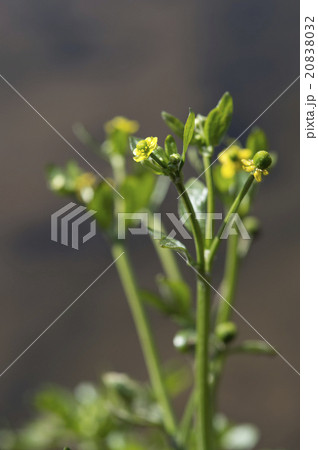 タガラシ タガラシ 20838032