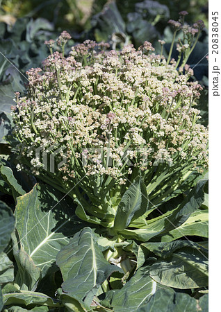 カリフラワーの花の写真素材 20838045 Pixta