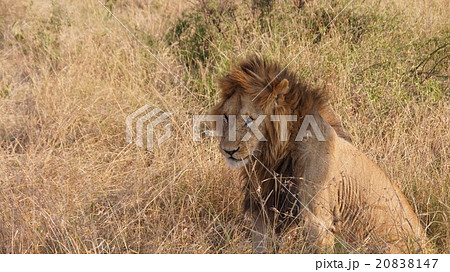 ケニヤマサイマラ国立保護区の野生動物(ライオン) ケニヤマサイマラ国立保護区の野生動物(ライオン) 20838147