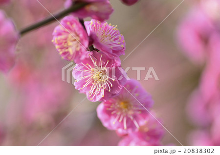 花 20838302