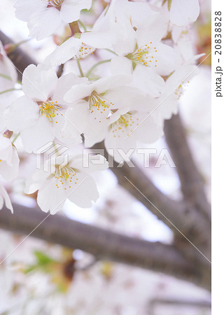 桜の花のアップ（ソメイヨシノ） 20838828