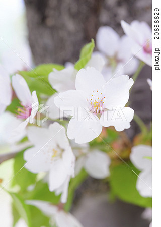桜の花のアップ(ソメイヨシノ) 桜の花のアップ(ソメイヨシノ) 20838829