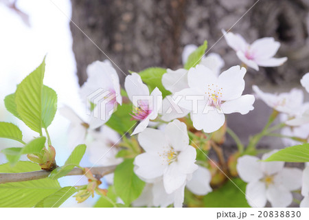桜の花のアップ(ソメイヨシノ) 桜の花のアップ(ソメイヨシノ) 20838830