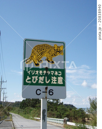 イリオモテヤマネコ 飛び出し注意の標識の写真素材 [20838940] - PIXTA