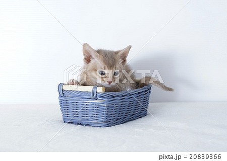 籠に入ったアビシニアンの子猫 20839366