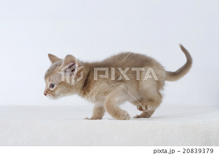 横から見たアビシニアンの子猫 20839379