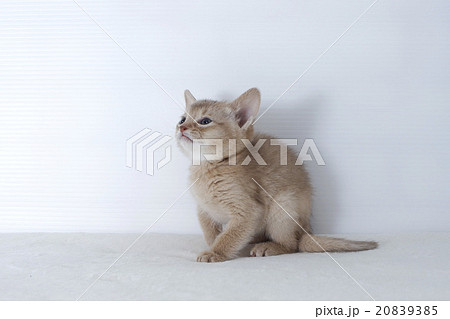 上を見あげるアビシニアンの子猫 20839385