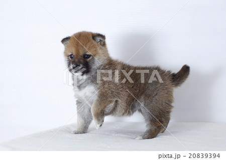 前足を上げる柴犬の仔犬の写真素材 9394