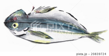 アジの開き(水彩画) アジの開き(水彩画) 20839724