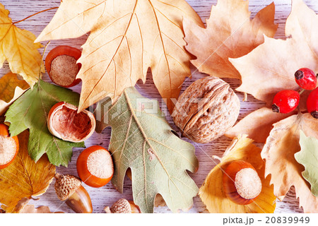 autumn background autumn background 20839949