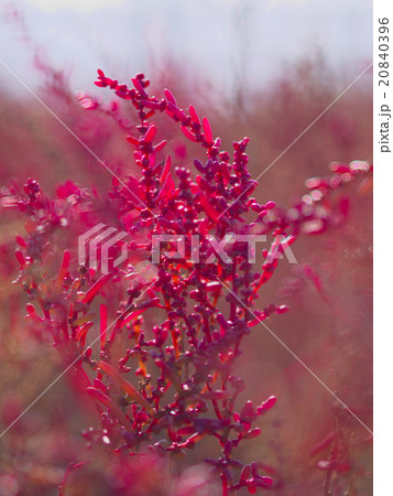 シチメンソウ 20840396