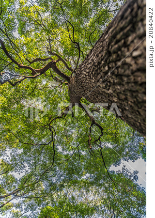 Under branch of big green tree in HDR style 20840422