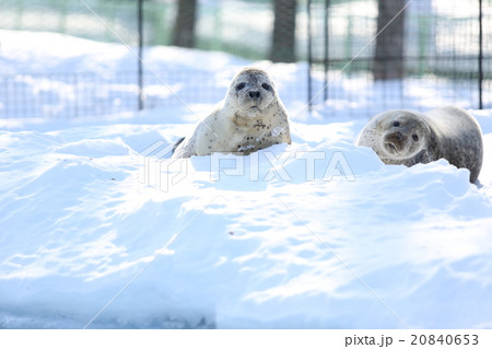 雪上のゴマフアザラシ 20840653
