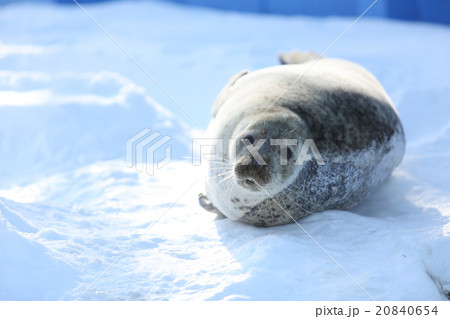 雪上のゴマフアザラシ 20840654