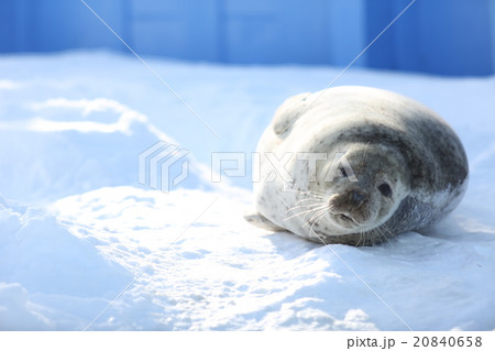 雪上のゴマフアザラシ 20840658