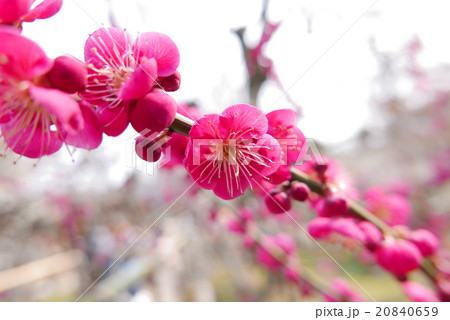 梅の花 20840659