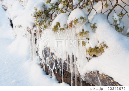 Beautiful icicle ice formation on small tree 20841072
