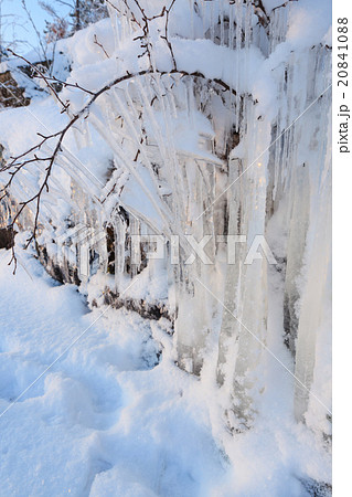 Beautiful icicle ice formation on small tree Beautiful icicle ice formation on small tree 20841088
