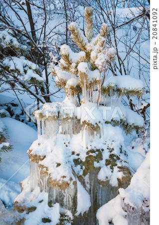 Beautiful icicle ice formation on small tree 20841092
