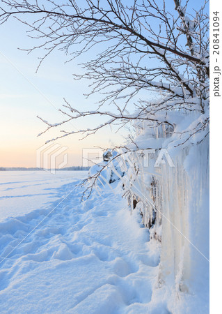 Beautiful icicle ice formation on small tree 20841094