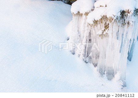 Beautiful icicle ice formation on small tree Beautiful icicle ice formation on small tree 20841112