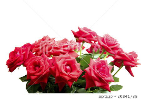 Red roses Red roses 20841738
