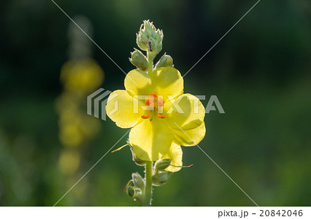 Yellow wild flower Verbascum Nigrum 20842046