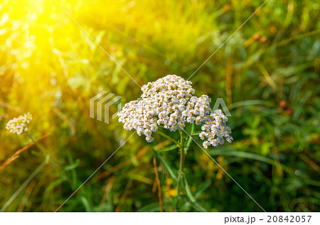 Flowering yarrow Achillea millefolium 20842057