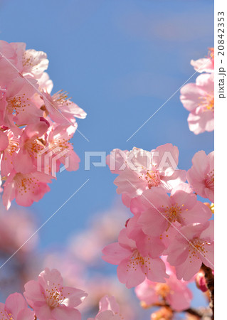 寒桜 20842353
