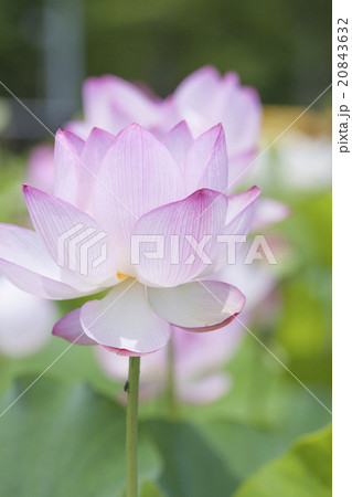 蓮の花びら(縦) 蓮の花びら(縦) 20843632