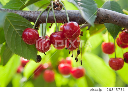Cherries 20843731
