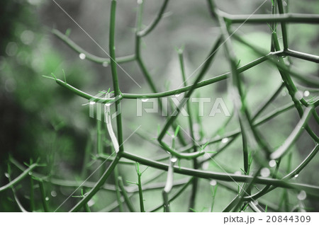 Water drops on green grass. 20844309