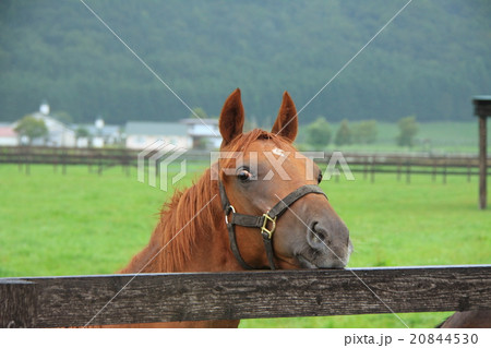 馬（顔アップ） 20844530
