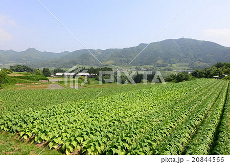 たばこ畑 日本の美しい農業の風景 宮崎県の写真素材