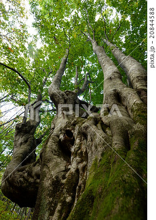 巨大な奇形ブナ　秋田県　日本 20844588