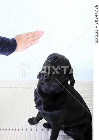 ヤダな〜、、、 ヤダな〜、、、 20844786