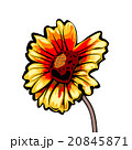Vector Illustration of the  Gaillardia. 20845871
