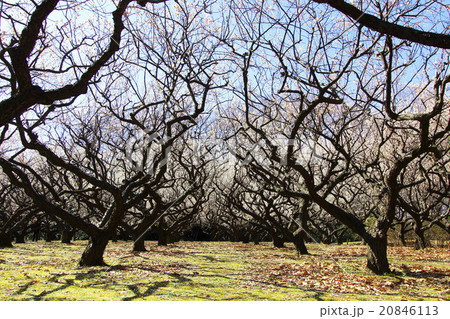 赤塚溜池公園 20846113