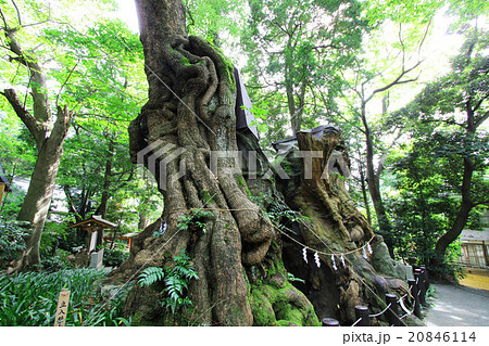 来宮神社 20846114