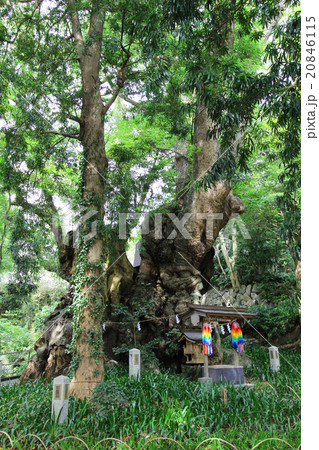 来宮神社 20846115