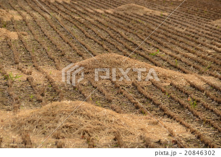 脱穀後の田んぼ 脱穀後の田んぼ 20846302