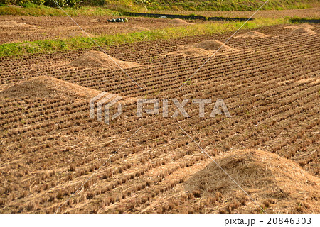 脱穀後の田んぼ 脱穀後の田んぼ 20846303