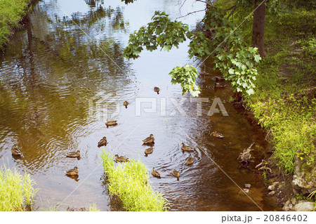 Ducks in the pond of Oranienbaum 20846402